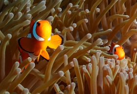 Bali 2016 - False clown anemonefish - Poisson clown a 3 bandes - Amphiprion ocellaris - IMG_5909_rc